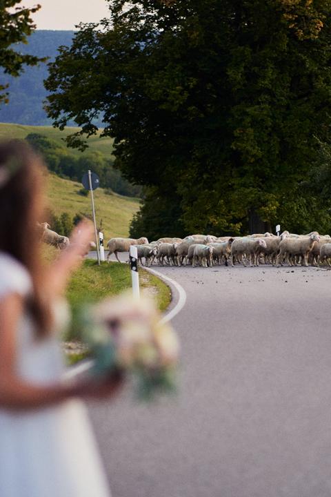 Braut mit Blumenstrauß auf einer Landstraße, während eine Schafherde den Weg vor Ihr kreuzt
