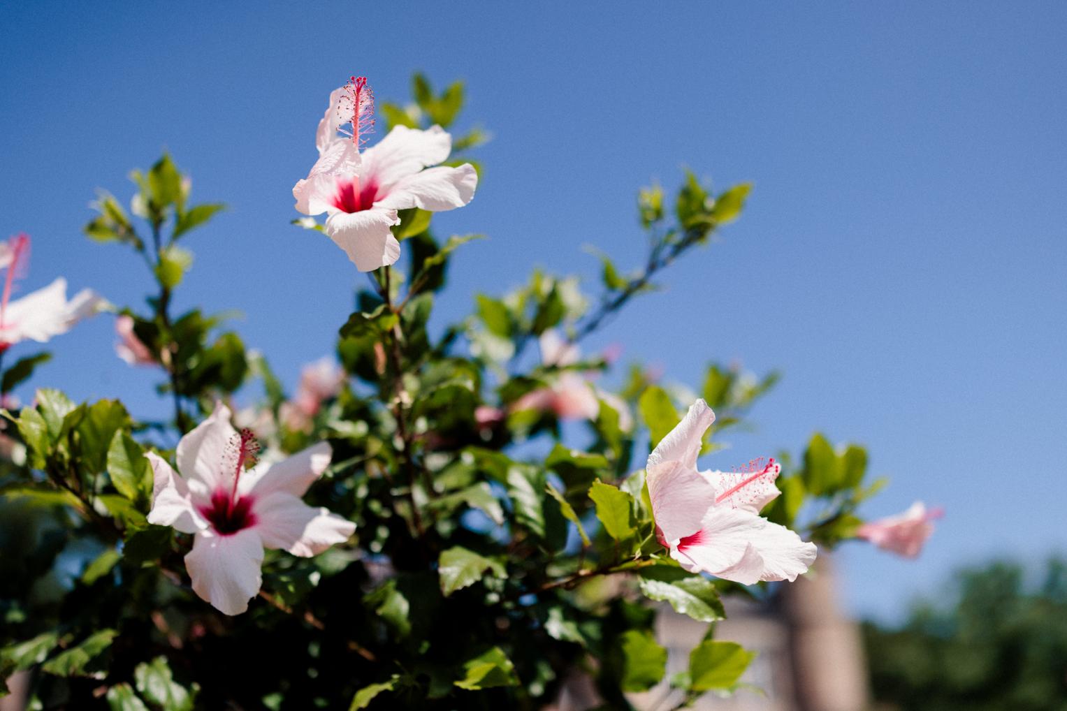 Weiße Hibiskusblüten vor tiefblauem Sommerhimmel im Botanischen Garten Karlsruhe