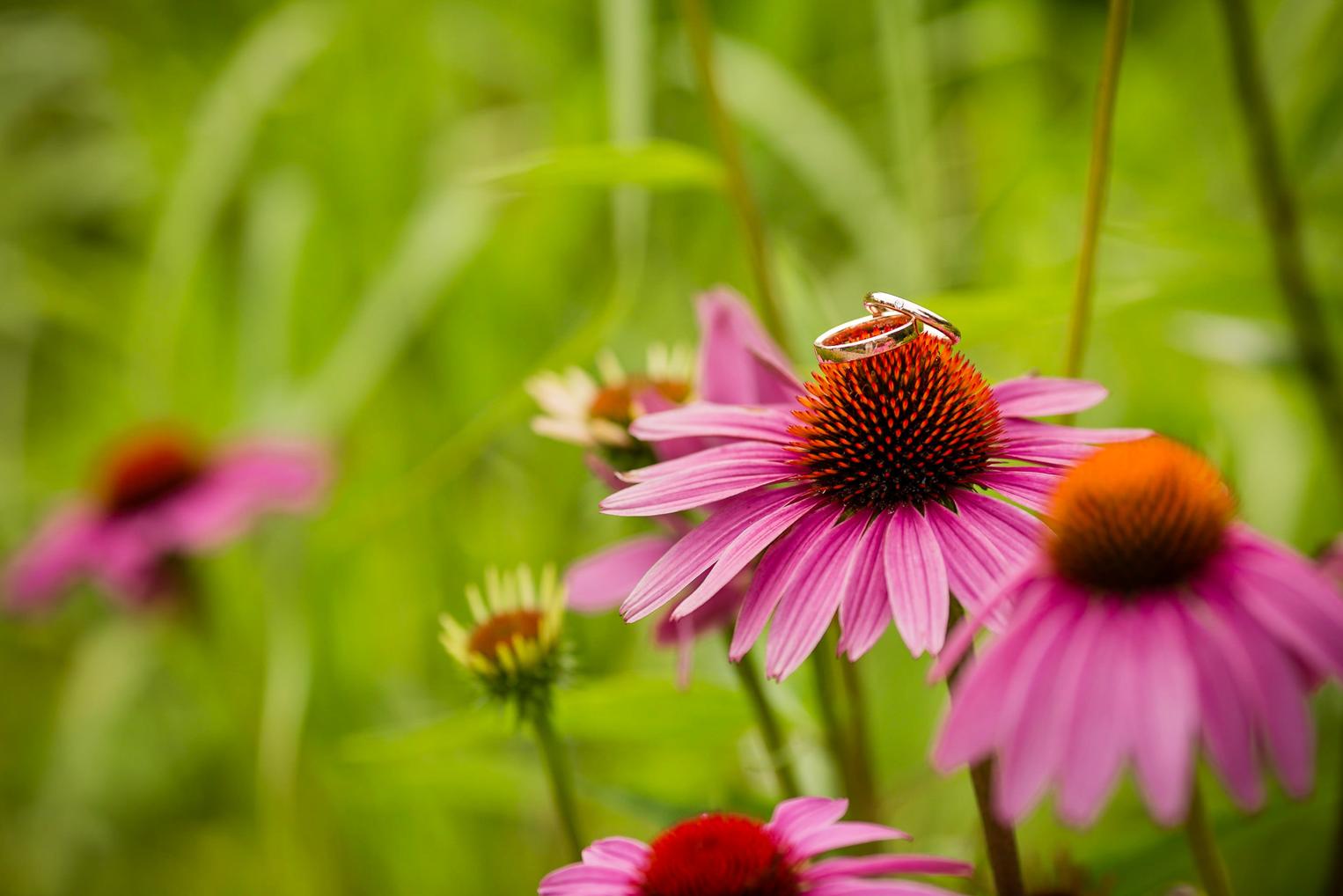Eheringe auf einer pinken Sonnenhut-Blüte als Detail