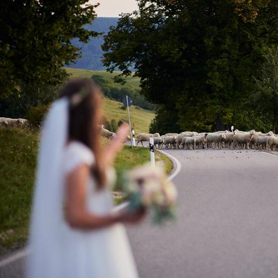 Braut mit Blumenstrauß auf einer Landstraße, während eine Schafherde den Weg vor Ihr kreuzt